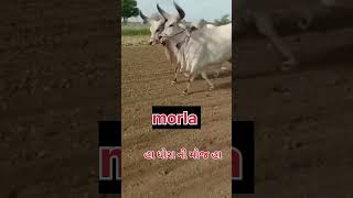 ox.lover1111 #kankrej #ox #farming #video #shortvideo #morla   🥰😍🤍♥️🖤