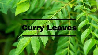 Curry Leaf Plant Care | தொட்டியில் கறிவேப்பிலை வளர்ப்பது எப்படி |  Little Leaf