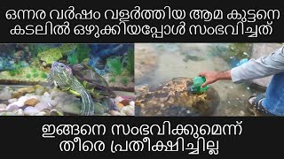 ഒന്നര വർഷം വളർത്തിയ ആമ കുട്ടനെ കടലിൽ ഒഴുക്കുന്ന അസുലഭ നിമിഷം .