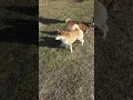 後ろ足キックで砂かけして進み始める♂に急いでついて行く♀柴犬 shorts