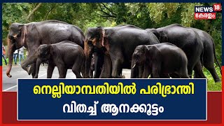 പരിഭ്രാന്തി വിതച്ച് Nelliyampathy നൂറടിയിൽ ഒറ്റയാനിറങ്ങി; ഗതാഗതം തടസപ്പെട്ടു| Kerala news Updates