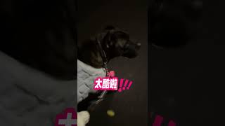 性格稳定的猛犬简直泰酷辣退役防暴犬阿勇 卡斯罗阿勇