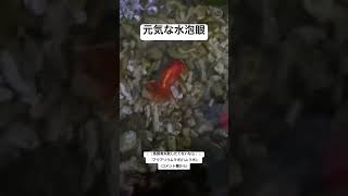 水泡眼 金魚 飼育 #アクアリウム #熱帯魚 #メンテナンス #水槽 #エサ #管理