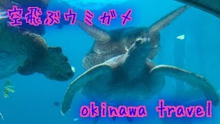 【okinawa travel】海洋博公園にてウミガメ館を見学  沖縄観光(8）　ｂｙタルトタタン