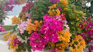 Bougainvillea