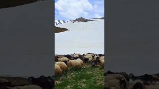 Jiyana peze li Çiyayê Yêzidêa🤍✨