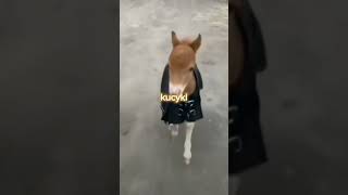 Co wolicie? #horses #horse #equestrian #pony #music #shorts #horselover