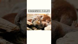 【カワウソのかわいい習性】 #shorts #雑学 #豆知識