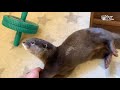 鳴きまくる！小屋の中の可愛い攻防戦｜カワウソビンゴ＆ベル squeaky girl and sleepy boy【otter bingo u0026 belle】