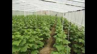 The Greenhouse_eng.avi