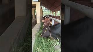 ഫാം ടൂറിസം (കുരിയോട്ടുമല ) Emu, Osrtich, Horses etc... 🦄🐂#shorts