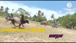 வன்னியன்விடுதி மாறா | #jallikattu #whatsapp #status