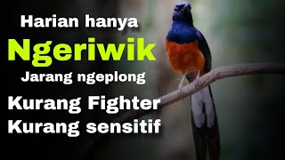 murai batu harian hanya ngeriwik kurang ngeplong kurang fighter