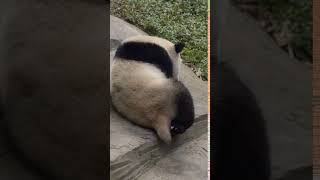 Cute panda activities in Wild giant panda running funny walk Baby Panda daily熊貓寶寶的尾巴好可愛呀想要捏