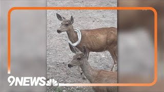 CPW removes broken bucket lid from a mother deer