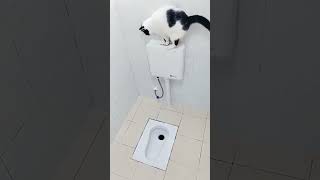 聪明懂事，完美操作#cat #tiktok #perte #catsoftiktok #yun #cut #catvideo #萌宠出道计划 #上热门要流量 #猫咪 #猫咪上厕所