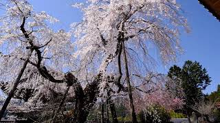 瑞龍寺のしだれ桜