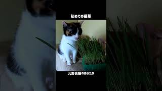 初めての猫草 #子猫卒業