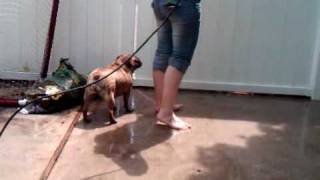 Penni the English Bulldog vs powerwasher round 3