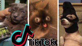 Funniest TikTok Dogs and Cats #52 - Try Not to Laugh with TikTok Animals 2020 | OnPets Sparkle