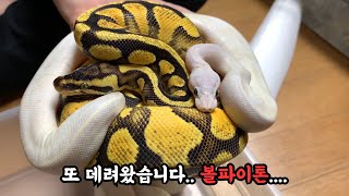 파충류 한마리도 안키우는 사람은 있어도 한마리만 키우는 사람은 없다는말 들어 보셨죠? 제가 모두의 미래입니다!! 오늘도 볼파이톤 언박싱 같이 해요!