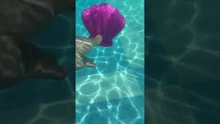 Cute Finds: This Isn't Just a Shell... It's a Mermaid Surprise! 🧜‍♀️#mermaidtoy #pooltoys