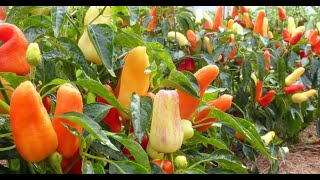 Корнишонный Перчик Сладкие Пикули Sweet Pickle Peppers Обзор Сорта!