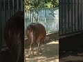 সুন্দর শান্ত প্রাণী লামা shorts funniest animal llama birds sounds