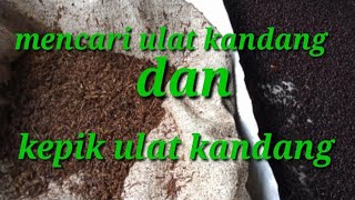 Mencari ulat kandang dan kepik ulat kandang