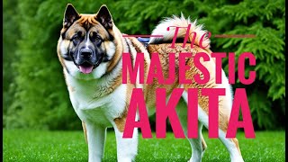 The Majestic Akita: A Complete Guide to this Loyal and Brave Breed ❤❤#Meatthezoo