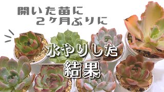 夏に開いた苗に２ヶ月ぶりに水やりをした結果【 多肉植物 / エケベリア 】