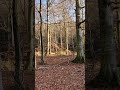 Sun in the Forest: A 360 panoramic view of wild nature