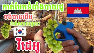 ចង់បានដើមទំពាំងបាយជូយកទៅដាំទេ?