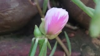 Oddly Satisfying Beautiful Plants Time Lapse video