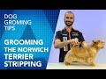 Grooming the Norwich Terrier - Stripping Technique by Luis Martin del Rio