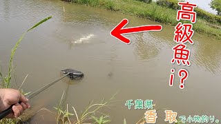 こんな場所で高級魚が釣れました！ 〇〇〇って釣れるんだ～！ 千葉県 香取で小物釣り。