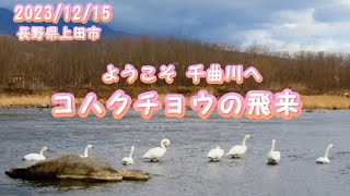 千曲川【コハクチョウ飛来】長野県上田市 2023/12/15