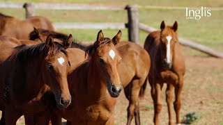 Inglis Insights - The weaning process