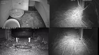 Live hedgehogs 20230808