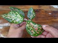 how to grow and care aglaonema plant in easy with full updates aglaonema plant care