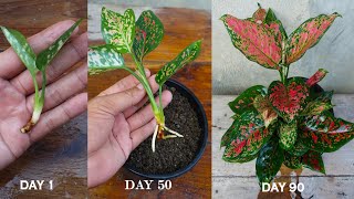 How to grow and care Aglaonema plant in easy with full updates | Aglaonema plant care