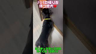 【ミニチュアダックスのカイくんチャンネル】パパの帰りを待つ忠犬❤️w良かったら、登録お願いします‼️#可愛い犬#ミニチュアダックス#犬