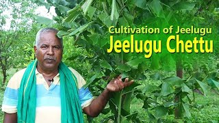 Cultivation of Jeelugu || Jeelugu chettu || Farm Things