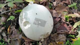 Puffball hunting: Giant puffball, Calvatia gigantea ; Lycoperdon pyriforme ; Lycoperdon perlatum