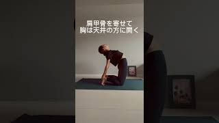 365days asana challenge! Day47 ラクダのポーズ🐪ウシュトラーサナ