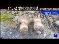 84 버섯계에서 나름 유명한 야생버섯 29종 29 kinds of famous wild mushrooms