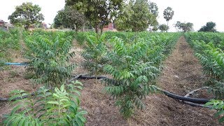 AGRICULTURE : Hog Plum Farm  in Cambodia_Eps.02