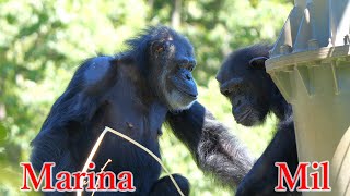 マリナとミルの複雑な関係（Complex relationship between Marina and Mil）　多摩動物公園　チンパンジー　202308