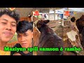 Wih keren💥masiyun spill rambo dan samson pagi ini