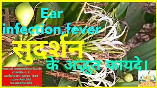 Sudarshan,Crinum latifolium,chakangi, Sukhadarshan, plant benefits knowledge and uses in Ayurveda